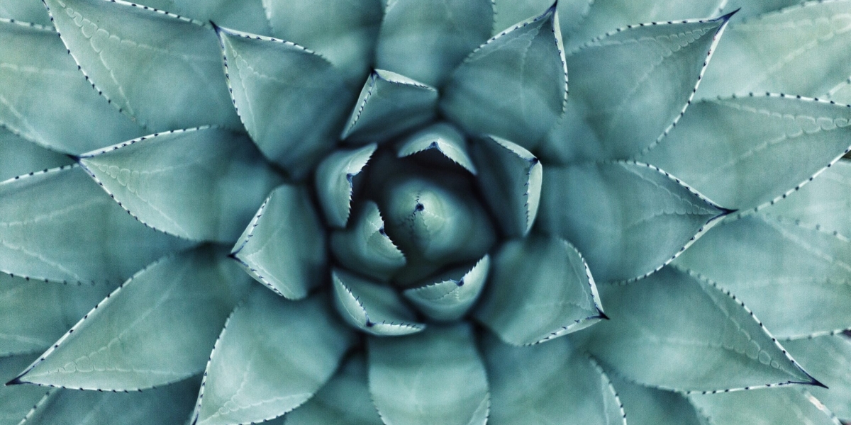 erol-ahmed-aIYFR0vbADk-unsplash